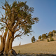 Illustration for article titled Environmental Win: Scientists Just Cut Down The World’s Oldest Tree After It Went Over 5,000 Years Without Giving Us A Single Goddam Apple